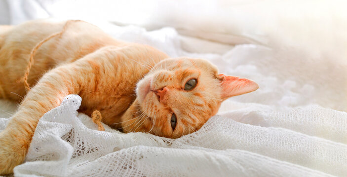 Cute red domestic cat lies on a blanket. The cat is playing with a rope. Copy space.
