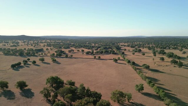 4K aerial image with drone in the Campo de Madrid La Devesa in Spain rural road agriculture Iberian pig fed with acorns