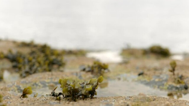 A slow racking focus shot looking out to sea over still water in a rock pool with barnacles and seaweed in Scotland.