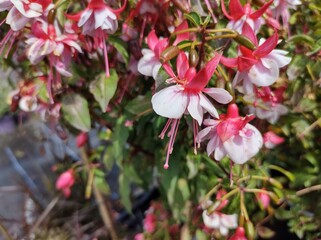 Fuchsia 'Bella Bianca'