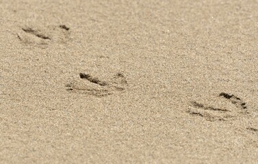 Fototapeta na wymiar Seagull footprints on beach sand close up