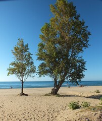 tree on the beach for peace.