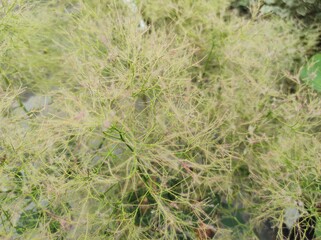 Cotinus coggygria 'Young Lady'