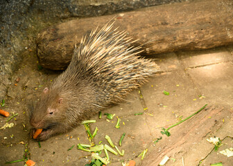 The Javan porcupine is a type of rodent from the Hystricidae tribe which is an endemic animal from Indonesia. 