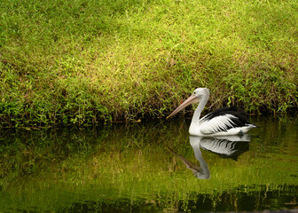 Pelicans, a large water birds from family Pelecanidae. They are characterized by a long beak and a large throat pouch used for catching prey and draining water. On Green Lake. Selective Focus