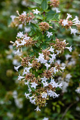 Abelia X Grandiflora flowers grown in a garden