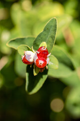 fruits of Lonicera Xylosteum grown in a garden