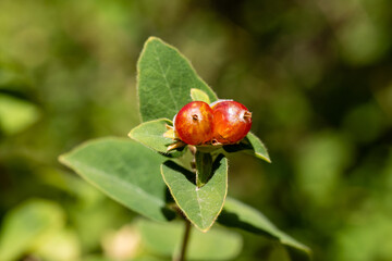fruits of Lonicera Xylosteum grown in a garden