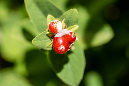 fruits of Lonicera Xylosteum grown in a garden