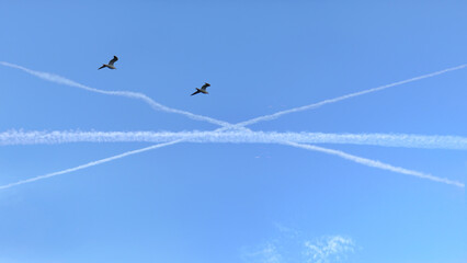 Gabbiani incrociati © Steve Fossiant