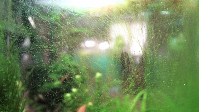 Algae in a home dirty aquarium, glass covered with different types of algae, trouble starting an aquarium