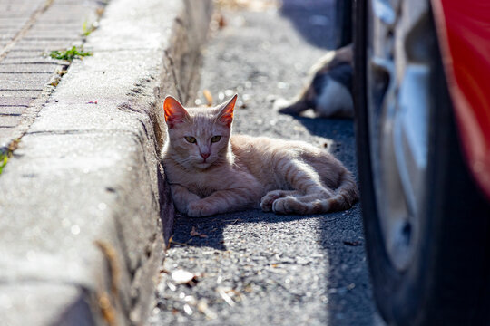 Cat. Stray cat walking through the streets of Cercedilla, in Madrid. Animal. Feline. Domestic animal. Horizontal photography.