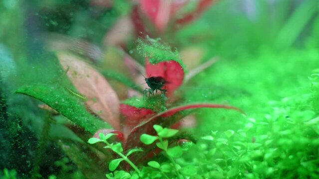 Algae in a dirty home aquarium with shrimps, Alternanthera reineckii mini covered with different types of algae, trouble starting an aquarium