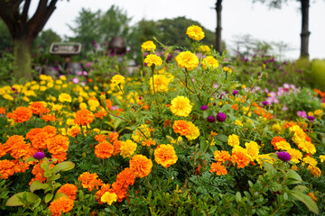 Obraz premium Marigold in various colors