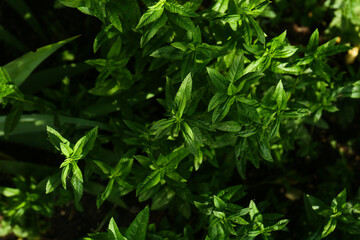 Beautiful mint with lush green leaves growing outdoors