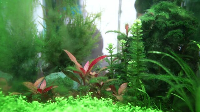 Algae in a dirty home aquarium, Alternanthera reineckii mini covered with different types of algae, trouble starting an aquarium