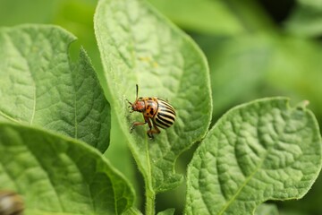Colorado potato beetle on green plant outdoors, closeup