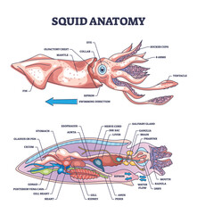 Squid anatomy and underwater creature inner biological parts structure outline diagram. Labeled educational zoology scheme with mollusc cross section and internal organs location vector illustration.