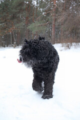 terrier dog goes to meet. High quality photo