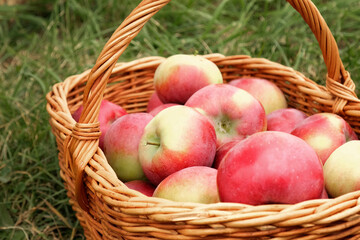 Ripe Apples in the Apple Orchard before Harvesting. Big Red delicious Apples Hanging from a Tree Branch in the Fruit Garden at Fall Harvest. Basket of Apples. Autumn Cloudy Day, Soft Shadow. 4K