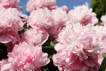 Wonderful pink peonies in garden on sunny day, closeup