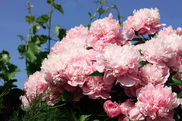 Wonderful pink peonies in garden against sky. Space for text