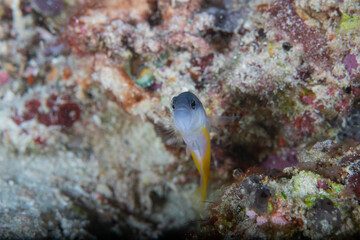 A close up view of the yellow tailed curious fish 