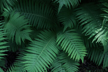Fototapeta na wymiar Beautiful fern with lush green leaves growing outdoors, closeup