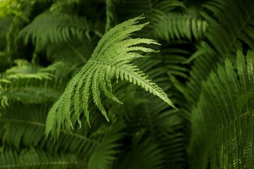 Beautiful fern with lush green leaves growing outdoors, closeup