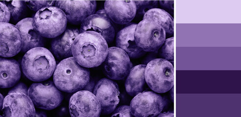Color palette appropriate to photo of tasty fresh ripe blueberries as background, top view