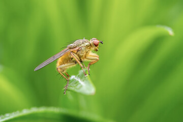 Gelbe Dungfliege - Fliege
