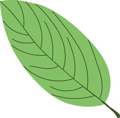 leaf plant illustration