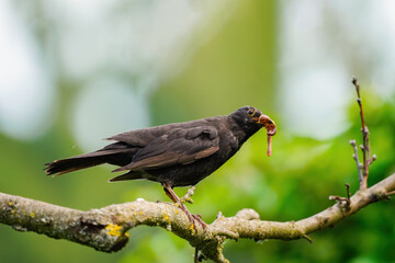 Amsel - Männchen mit Futter