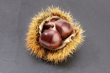 Open husk and sweet chestnuts inside isolated on gray slate background. Castanea sativa - obrazy, fototapety, plakaty