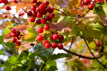 red berry burdock with green leaves in a sunny autumn day