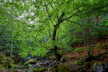 Beech. Urbion beech forest with a river. Fagus sylvatica. Province of Burgos, castilla y León, Spain.