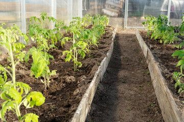 greenhouse on a private plot on a sunny day