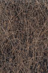 Background of intertwined branches of a shrub, a thicket of shrubs without leaves