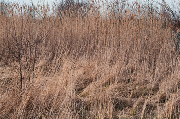 Fototapeta premium Dry tall yellow reeds, marshland, autumn season.