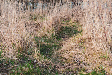 Marshy area with dry yellow reeds and grass, young green grass