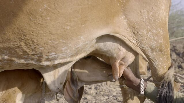 Calf Drinking Milk From The Udder Of The Cow - close up, slow motion