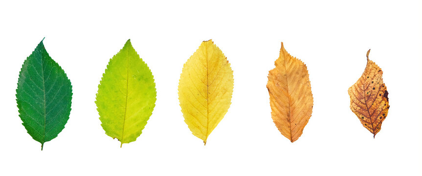 Autumn Cycle Leaves Seasons Change Rainbow Gradient Biological Life Cycle