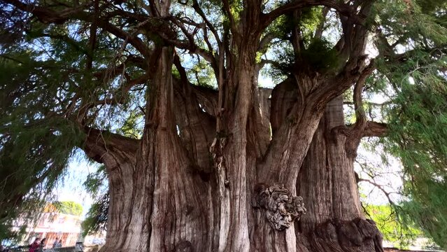 Tree of Tule Oaxaca Mexico, Famous Old Tall Big Large and Stout Trunk Tree, Dolly Tilt Up Shot of the Strong Robust Tropical Giant High Tree, Branches and Green Foliage, Tourist Location