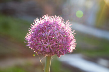 Purple sphere shaped blooming flower in selective focus. Giant onion flower in the foreground and blurred lush green foliage in the background. Beauty in nature concept