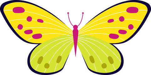 Colorful butterfly insect. Vector illustration