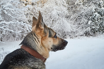 Dog German Shepherd outdoors in the forest in a winter day. Russian guard dog Eastern European Shepherd in nature on the snow and white trees covered snow