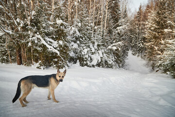 Dog German Shepherd outdoors in the forest in a winter day. Russian guard dog Eastern European Shepherd in nature on the snow and white trees covered snow