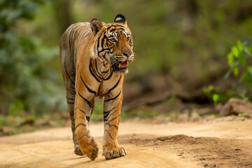 wild adult bengal male tiger or panthera tigris tigris head on walking portrait in natural green background on forest track at ranthambore national park tiger reserve sawai madhopur rajasthan india