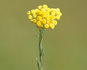Dwarf everlast yellow flower on a meadow, Helichrysum arenarium