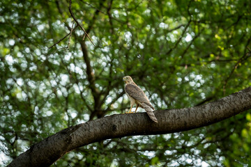 Shikra or Accipiter badius or little banded goshawk bird portrait or closeup perched on branch in winter light during outdoor wildlife safari at ranthambore national park rajasthan india asia
